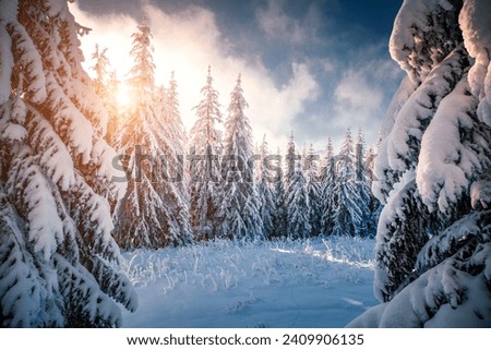 Fabulous view of snow-capped spruces on a frosty day glowing by sunlight. Location place Carpathian mountains, Ukraine, Europe. Photo wallpapers. Happy New Year concept. Discover the beauty of world.