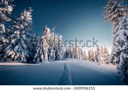 Dark winter scene with snowy Christmas trees. Location place Carpathian mountains, Ukraine, Europe. Scenic image of woodland. Photo wallpapers. Happy New Year concept. Discover the beauty of earth.