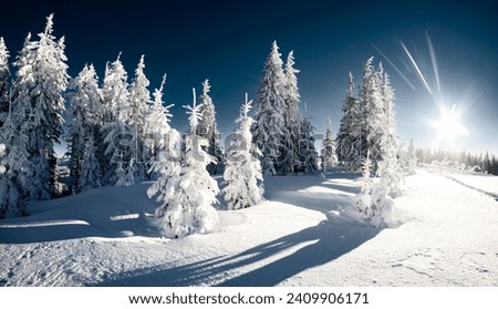 A sunny frosty day and snow-covered fir trees glow in the sun's rays. Location place Carpathian mountains, Ukraine, Europe. Scenic image of woodland. Photo wallpapers. Happy New Year. Beauty of earth.