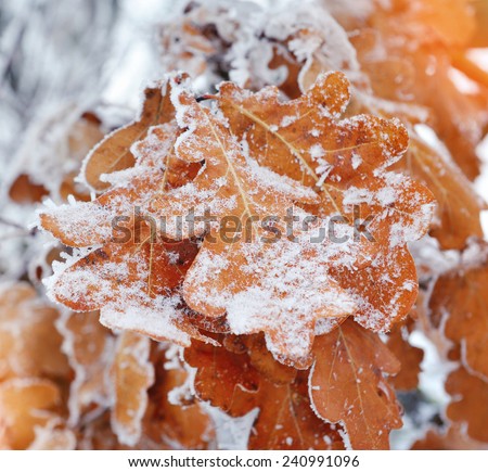 Dry oak leaves with frost