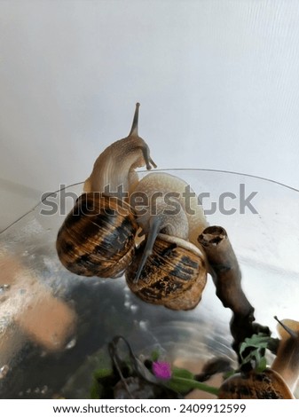 Mollusk Harmony: A Captivating Snapshot of a Pair of Snails Side by Side, Showcasing Gastropod Companionship, Whimsical Moments, and the Beauty of Nature's Slow-Paced Duets Royalty-Free Stock Photo #2409912599