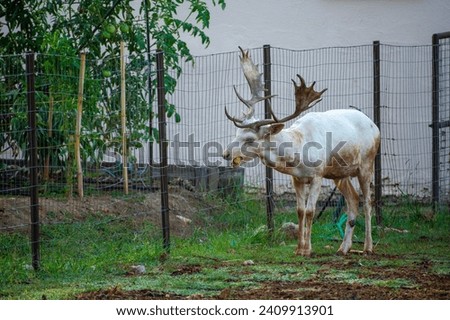 Fallow deer stands and eats corn . Picture of a beautiful Fallow Deer  in a colorful forest.