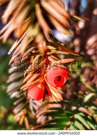 Fruits of a yew tree on a branch with needles