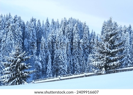 Winter landscape with a coniferous forest behind the hill, tall old spruce trees covered with white snow, wooden fence, magical forest, beautiful laconic wallpaper, temperature below zero, heaven