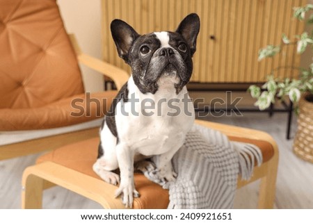Cute French Bulldog at home