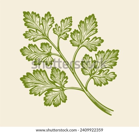 coriander leaf hand drawn vector  Royalty-Free Stock Photo #2409922359