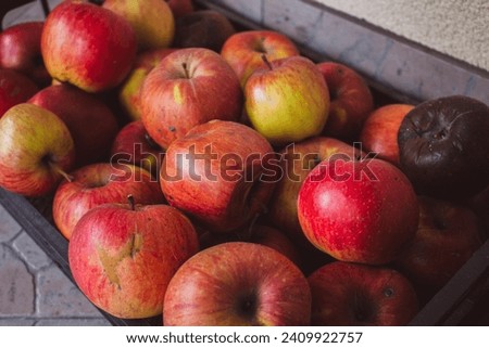 Red fresh and rotten apples background. Red ripe apple fruits in the market. Winter harvest. Sweet juicy fruits. Garden harvest. Raw food. Bad and good. Royalty-Free Stock Photo #2409922757