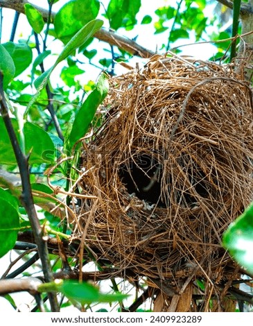 Bird nest on a lime tree