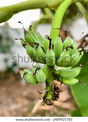 a photography of a bunch of bananas growing on a tree.