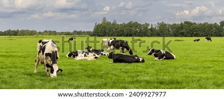 Black and white cows in a grassy field on a clouded day in The Netherlands. Royalty-Free Stock Photo #2409927977