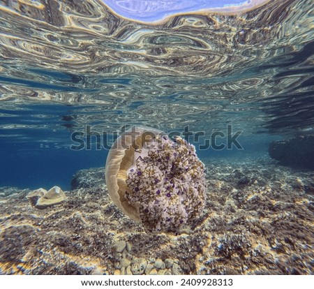 Picture of a fried egg jellyfish in the sea off Pula in Istria during the day in summer
