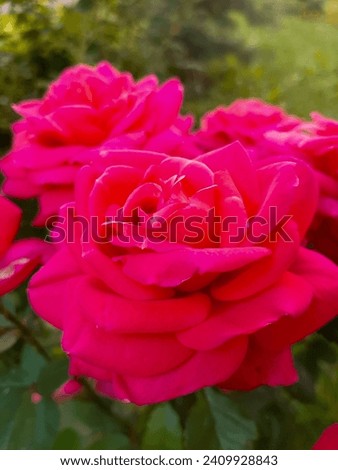 Red roses in the garden.  Beautiful red flowers. Macro flowers 