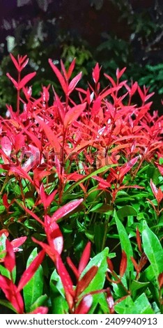 Night picture of Syzygium Oleina with its new red leaf  grow from a newly trimmed plant