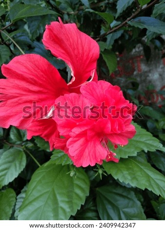 This striking photograph features the vibrant beauty of a hibiscus flower in full bloom The petals ranging from bold reds to delicate pinks create a visually stunning display