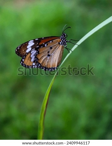 Danaus chrysippus, also known as the plain tiger  is a medium-sized butterfly widespread in Asia, Australia and Africa Royalty-Free Stock Photo #2409946117