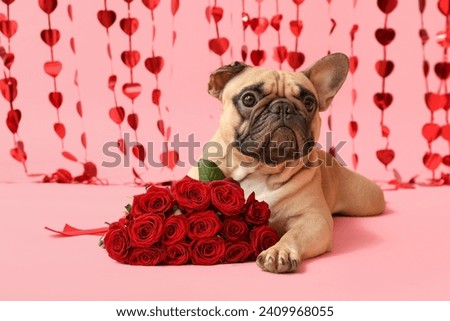 Cute French bulldog with roses and hearts curtain on pink background. Valentine's Day celebration Royalty-Free Stock Photo #2409968055