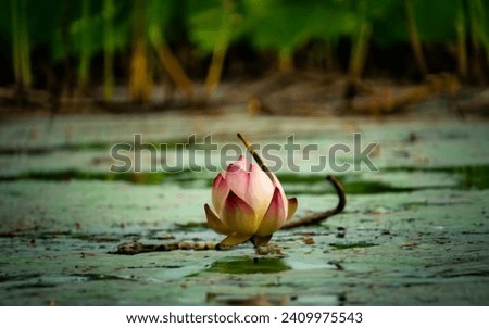 an opening lotus seed and the gern sticks out, photo