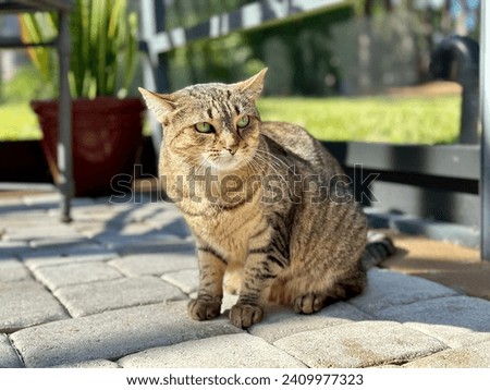 Female tabby cat intimidated by another cat, crouching, ears back, sitting on a pool deck; potted plant in the background.  Royalty-Free Stock Photo #2409977323