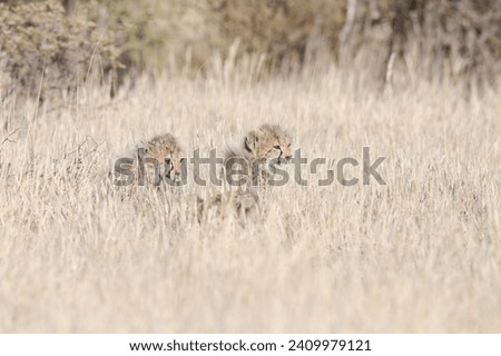 Young cheetah cubs interacting in dry desert grasses