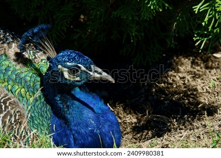 Close up of pompous male peacock. Majestic peafowl. Bright turquoise neck. Elegant feather. Pretty beak. Peacock eyes. Beautiful bird in zoo. Colorful proud wild animal in wildlife. Crown detail. Eye. Royalty-Free Stock Photo #2409980381