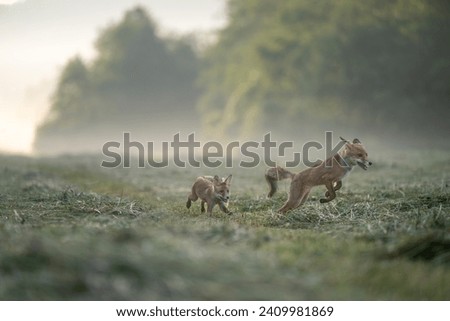 Pair of cute fox cubs is posing in field in the sunlight. Horizontally.