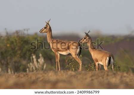 A pair of Indian gazelle at Bhigwan grassland, India Royalty-Free Stock Photo #2409986799