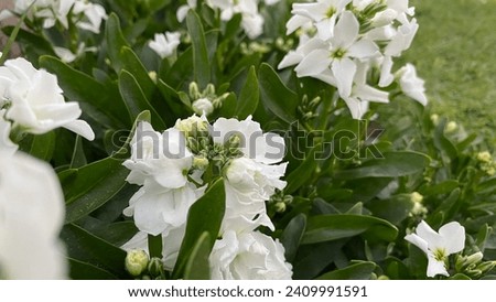Hoary Stock Or Matthiola Incana Flower With Green Leaves In The Garden
