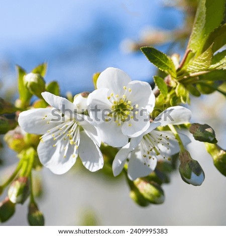 Branches of blossoming cherry on light blue sky background . Beautiful floral image of spring nature.