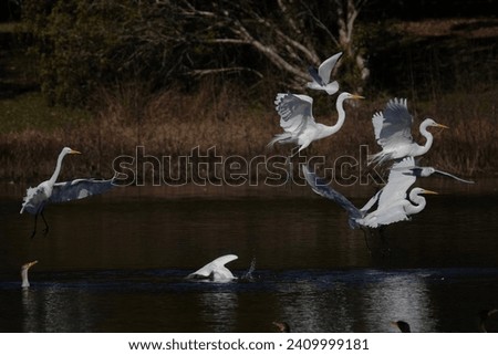                               Great Egrets, Bonaparte’s Gulls, and a Snowy Egret in a feeding frenzy at Jarvis Creek Park on Hilton Head Island. Royalty-Free Stock Photo #2409999181