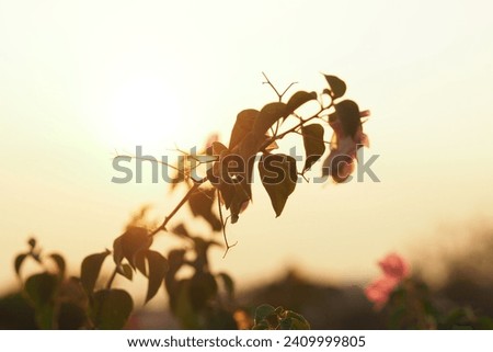 Flower and sunset in the evening