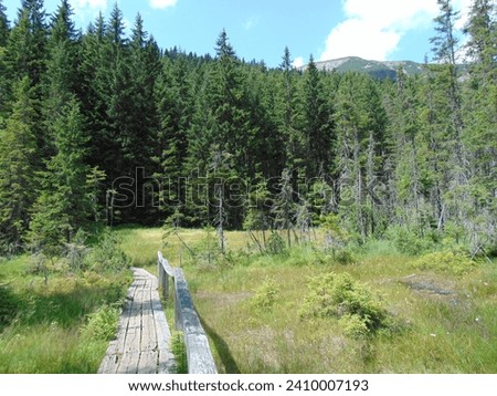 Moor in valley Obri Dul in Karkonosze, Czech Republic, a wooden sidewalk between moor and it's green plants, a coniferous, dense forest and blue, cloudy sky on background, Summer.