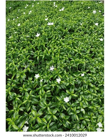 White Jasmine Flower Stock Photo