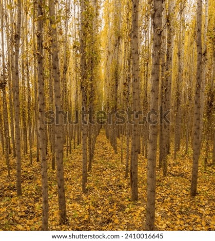 
"Abstract photograph of autumnal poplar trees."