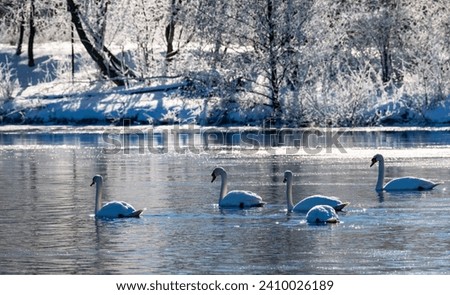 Flock of 5 swans (Cygnus olor) gliding on freezing calm water of ice cold river Ruhr in Sauerland Germany on a cold winters morning. Snowy and romantic scenery with bright sunlight and wild water fowl Royalty-Free Stock Photo #2410026189