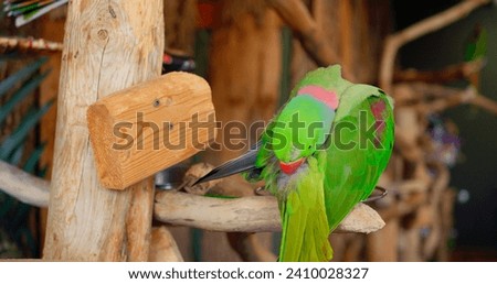 Ring-necked Parrot with striking green plumage and red beak sits on tree branch Ring-necked Parrot testament to ecological wonders. Ring-necked Parrot embodying splendor of exotic avians. Royalty-Free Stock Photo #2410028327
