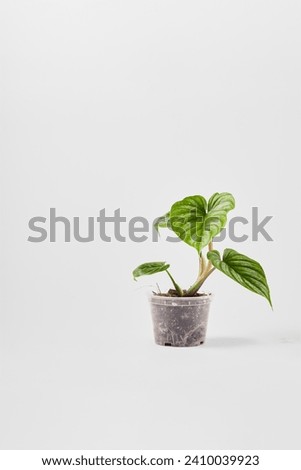 Philodendron plowmanii. High resolution printable. Tropical plant collection. Plowmanii isolated on white background. Royalty-Free Stock Photo #2410039923