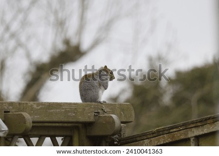 squirrel sat on fence looking into the distance with blurred trees in the background