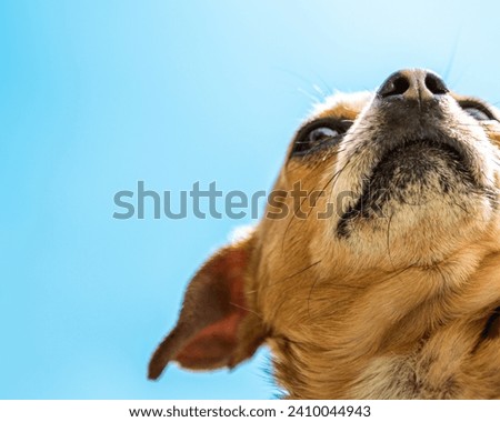 Artistic picture of a chihuahua