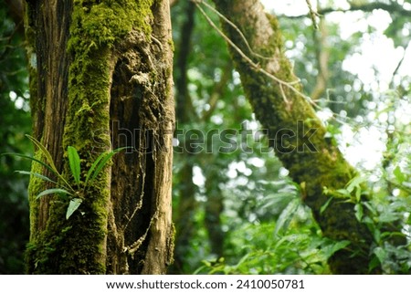 Close up picture of tree in Khao San Nok Wua, Khao Laem National Park, Kanchanaburi, Thailand