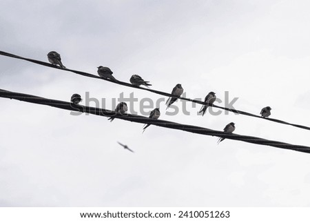 Swallows sitting on the lead in village