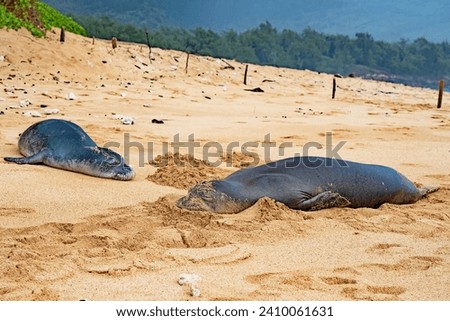 Hawaian Monk Seals are hauled up on Mahaulepu Beach on the island of Kauai, Hawaii.