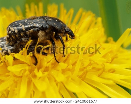 white-spotted rose beetle on a dandelion blossom Royalty-Free Stock Photo #2410061677