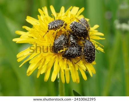 a group white-spotted rose beetle on a dandelion blossom
 Royalty-Free Stock Photo #2410062395