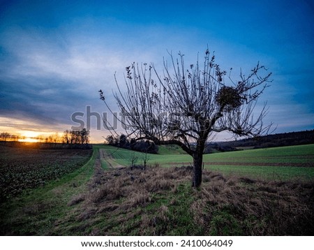 Fruit tree with mistletoe in winter