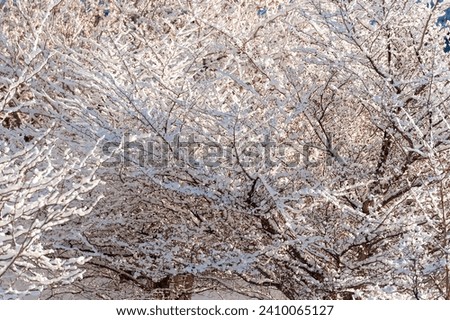 Tree branches with first snow in morning light