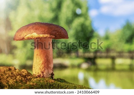 a small mushroom Suillus on the background of a beautiful fairy-tale landscape, a beautiful desktop screensaver