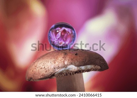 Wonderful little mushroom and gel ball with reflection, close-up photo from the front, beautiful colorful picture