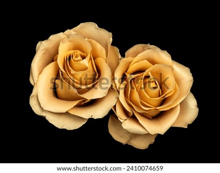Two golden roses isolated on black background, bright yellow metal flower bouquet, decorative design element, art floral pattern, beautiful vintage.