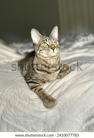 Young female tabby kitten laying on the edge of bed, right paw hanging over the side, left paw curled under, big ears,  looking up to the right.  Royalty-Free Stock Photo #2410077783