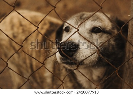 Dog looking out of a cage in an animal shelter in Ukraine Royalty-Free Stock Photo #2410077913